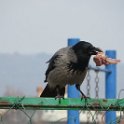 IMG_2309