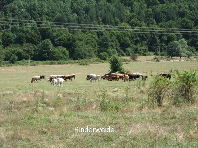 bg2008_075