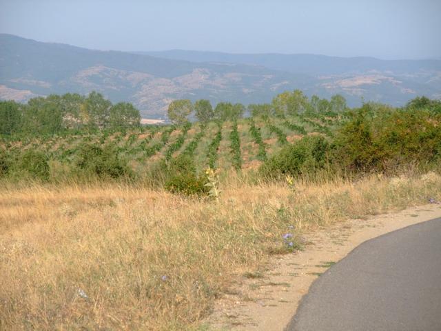 bg2008_428
