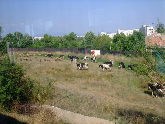 bg2008_447