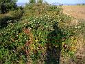 bg2008_431