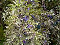 Üppiger Zwetschkenbaum