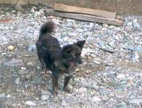 Viele herrenlose Hunde