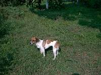 Schon wieder so ein Hund