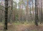 Ein Männlein steht im Wald ganz allein