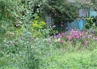 Blumen