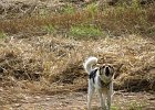 Ein Hund
