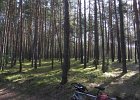 Im Wald radfahren